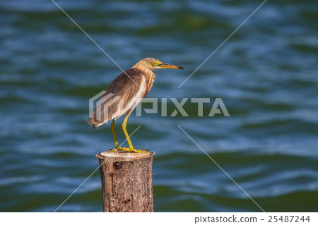 Chinese Pond Heron in the nature 25487244