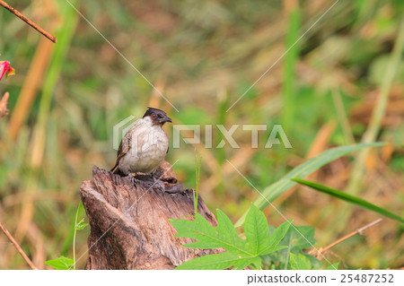Beautiful bird Sooty headed Bulbul 25487252