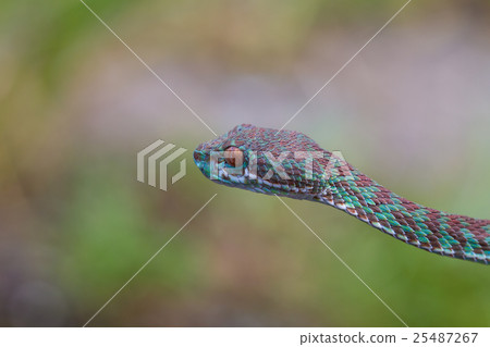 Close up Venus' Pitviper snake 25487267