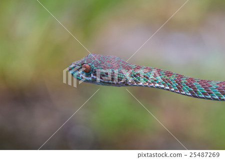 Close up Venus' Pitviper snake 25487269