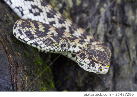Close up of Mangrove Pitviper snake 25487290