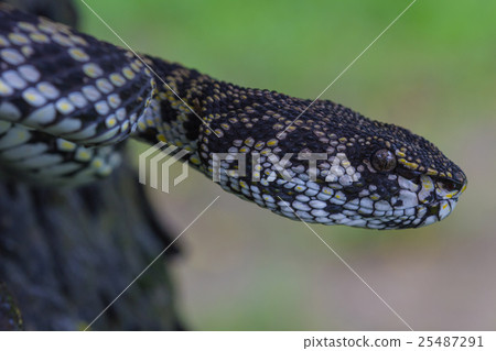 Close up of Mangrove Pitviper snake 25487291