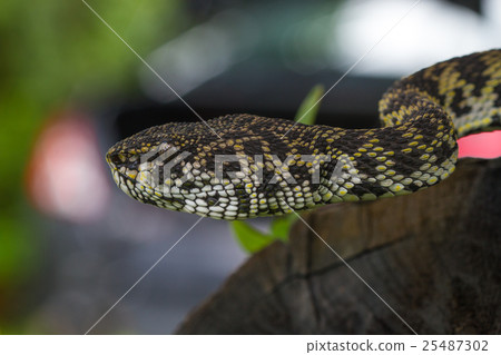 Close up of Mangrove Pitviper snake 25487302