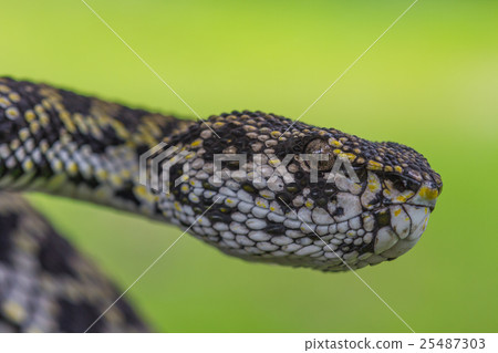 Close up of Mangrove Pitviper snake 25487303