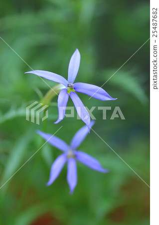 同瓣草屬 25487682