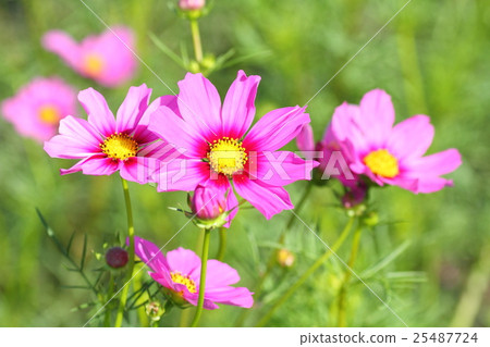 Cosmos flowers 25487724