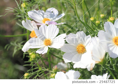 Cosmos flowers 25487725