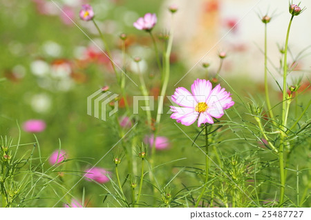 Cosmos flowers 25487727