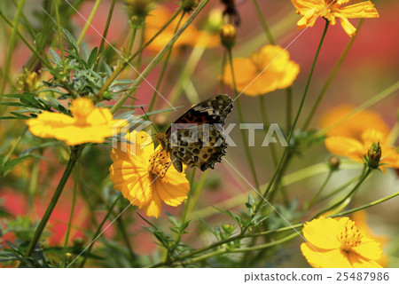 Kibanashosmus Acatateja Kibanashosmus Acatateja 25487986