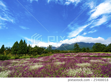 Kuju Flower Park Sengoku 25488018