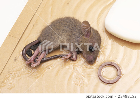 Mouse catch sheet Mouse catch sheet 25488152
