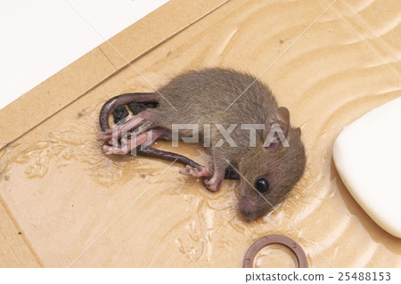 Mouse catch sheet 25488153