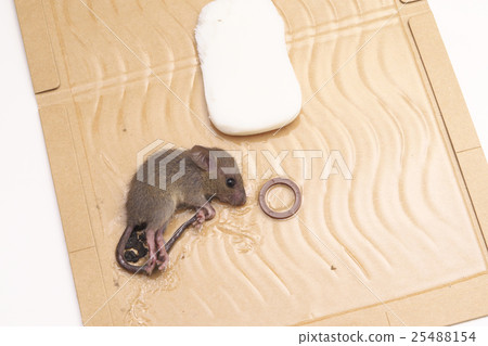 Mouse catch sheet Mouse catch sheet 25488154