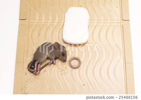 Mouse catch sheet 25488156