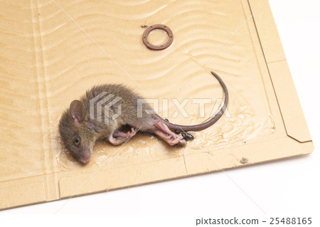 鼠標捕獲表 25488165