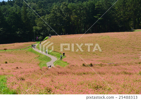 Shinshu Ina Plateau Red Soba no Sato Shinshu Ina Plateau Red Soba no Sato 25488313