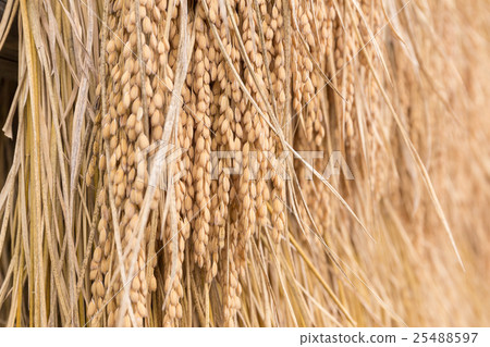 SUNSUBARU September 25488597