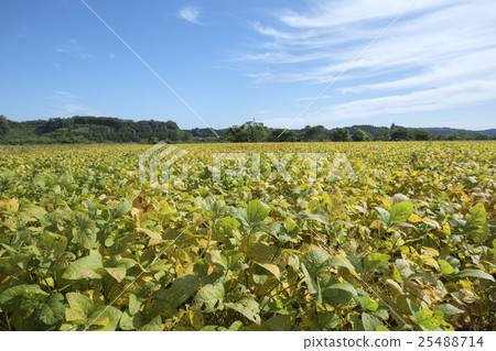 Yellow-colored harvest nearby soy field Yellow-colored harvest nearby soy field 25488714