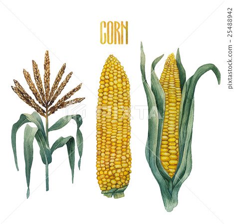 Watercolor corn collection 25488942