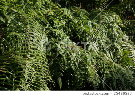 樹葉 25489583