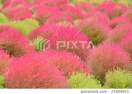 Kokia of the state-owned Hitachihama Beach Park Kokia of the state-owned Hitachihama Beach Park 25489953