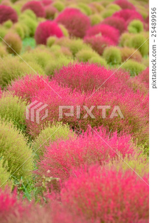 Kokia of the state-owned Hitachihama Beach Park Kokia of the state-owned Hitachihama Beach Park 25489956