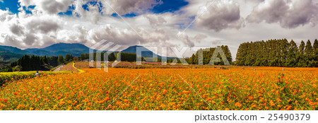 秋天櫻花盛開的小山生駒高原 25490379