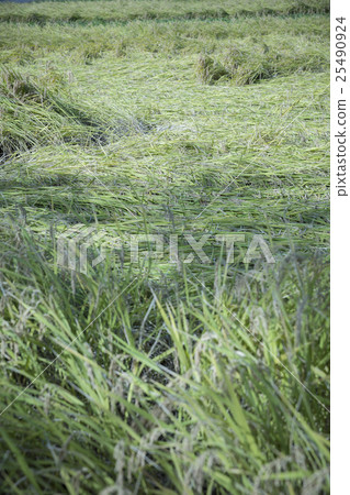 颱風損壞了Inada 25490924