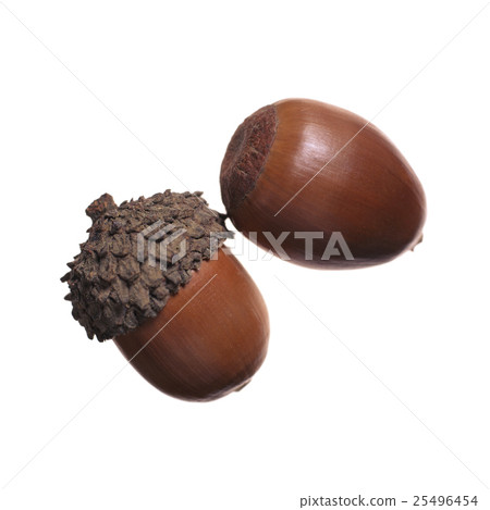 橡子與傘 25496454