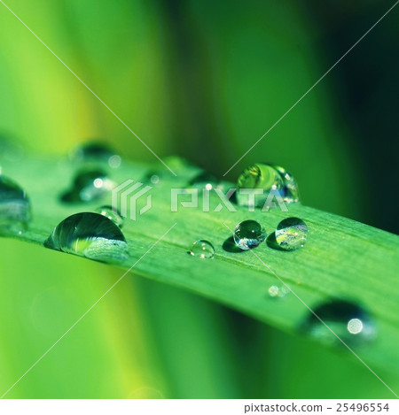 Dew on the grass. Beautiful natural background. Dew on the grass. Beautiful natural background. 25496554