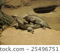 reptiles 25496751