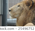 lion 25496752
