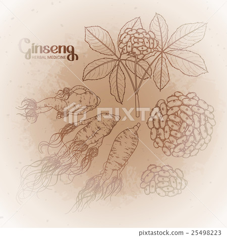 Graphic ginseng root and berries Graphic ginseng root and berries 25498223