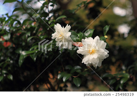 Hasega寺Konoha奈良縣 25498319