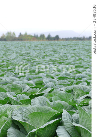 One side cabbage field One side cabbage field 25498536