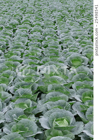 One side cabbage field 25498541