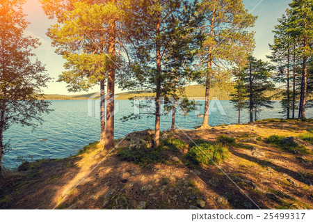 Sea shore in sunny day. Pine trees near sea 25499317
