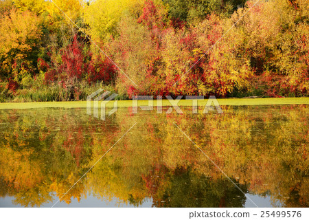 The autumn colors of trees near river The autumn colors of trees near river 25499576