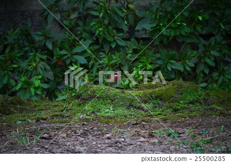Nogoma male 25500285