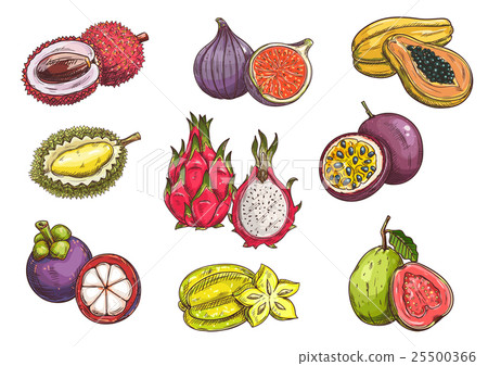 Hand drawn tropical and exotic fruits 25500366