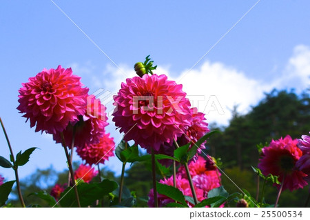 Dahlia 25500534