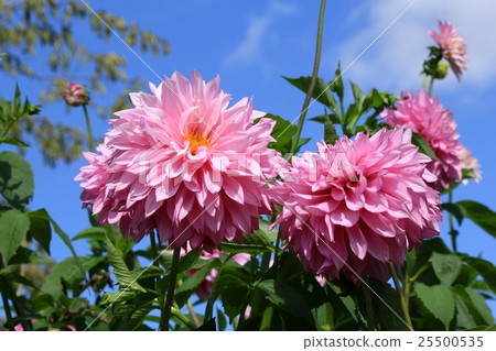Dahlia 25500535