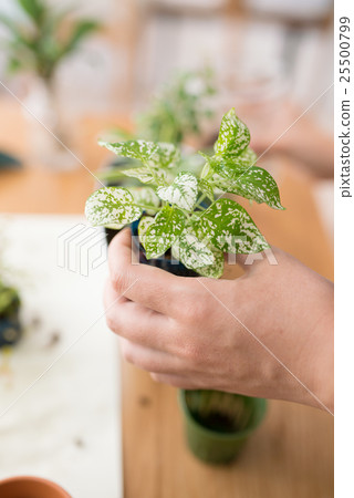 葉子植物 25500799