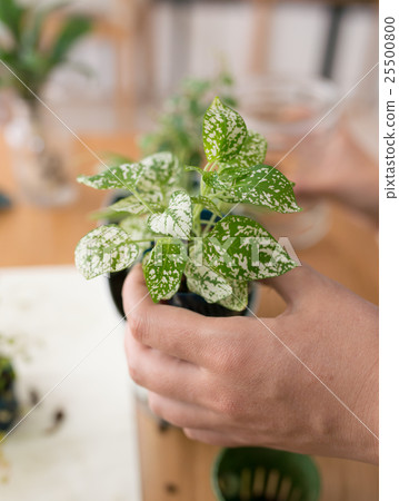 葉子植物 25500800