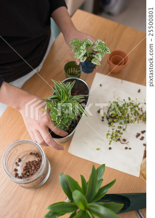 葉子植物 25500801