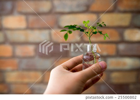 葉子植物 25500802