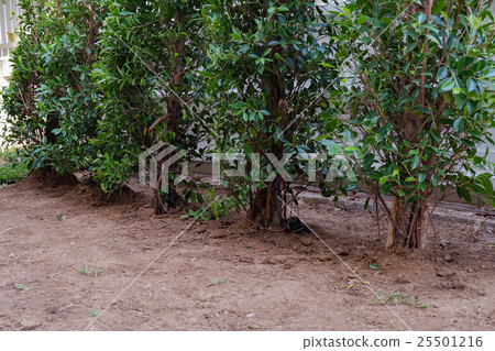 backyard, yard work planting tree and grass backyard, yard work planting tree and grass 25501216