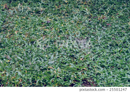 backyard, yard work planting a new sod grass backyard, yard work planting a new sod grass 25501247