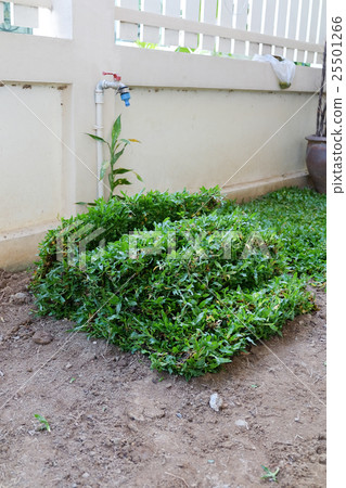 backyard, yard work planting a new sod grass backyard, yard work planting a new sod grass 25501266