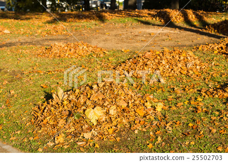 Collect leaves 25502703